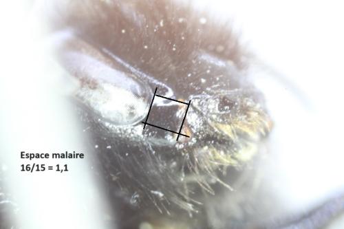 Bombus lapidarius